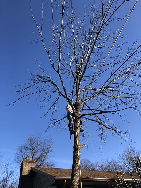 Worker in tree removing limbs